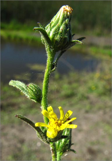 sm 847.jpg - Stinkweed (Dittrichia graveolens):. Authorities are attempting to eradicate this weed which is originally from Southern Europe, as it is very invasive.
